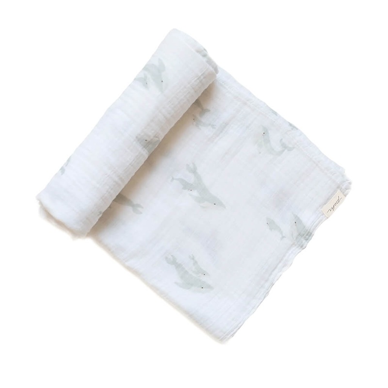 Angelica archangelica – Plant