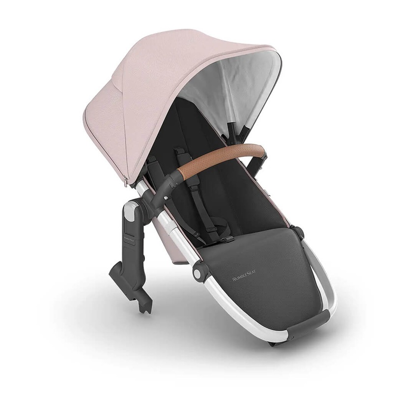 Polyscias guilfoylei victoriae – Plant