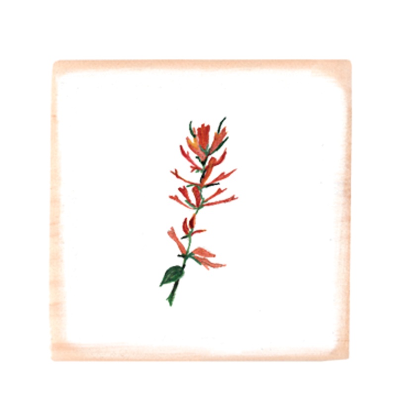 indian paint brush square wood block