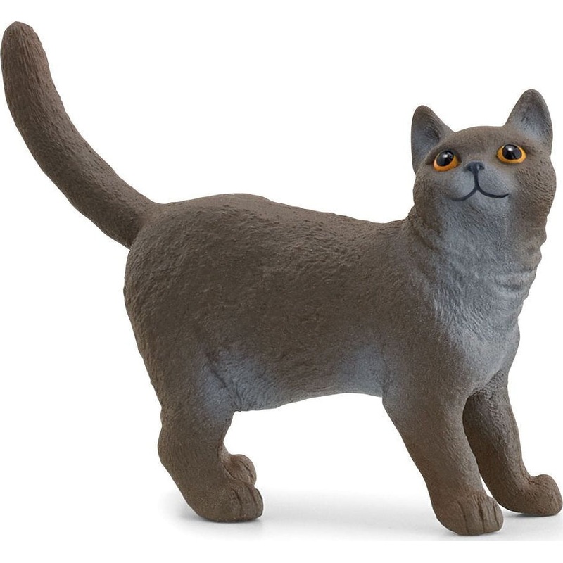 British Shorthair Cat